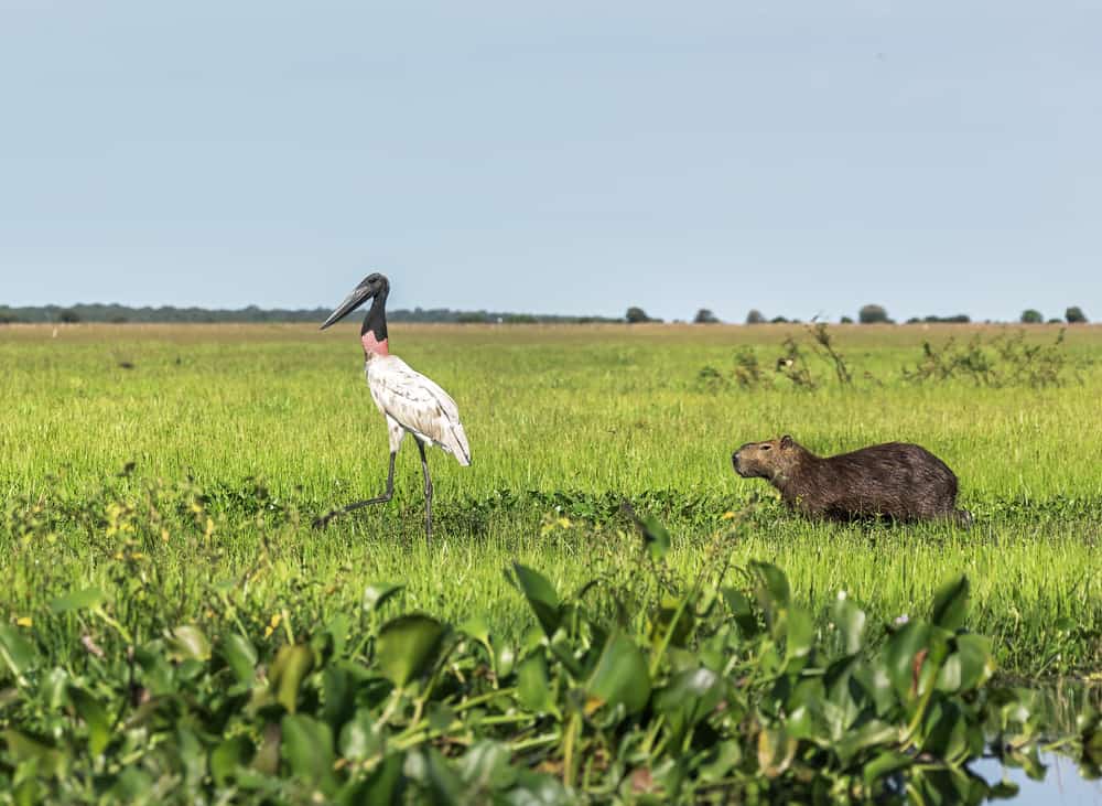 Los Llanos