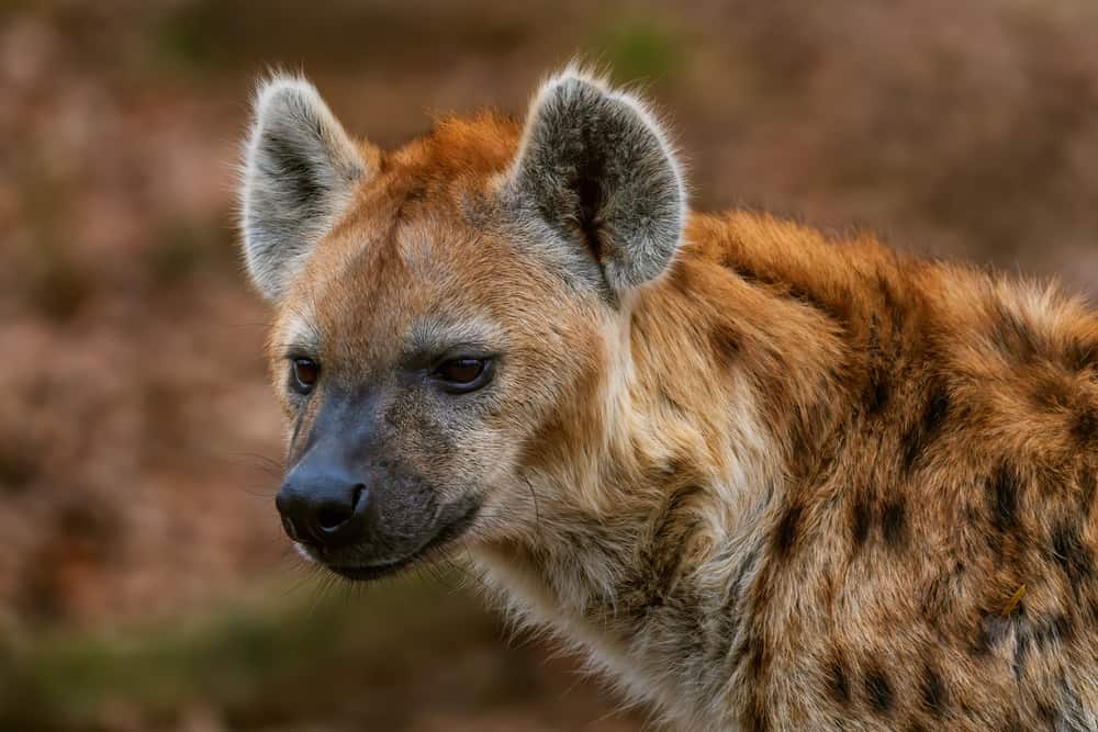 Spotted Hyena