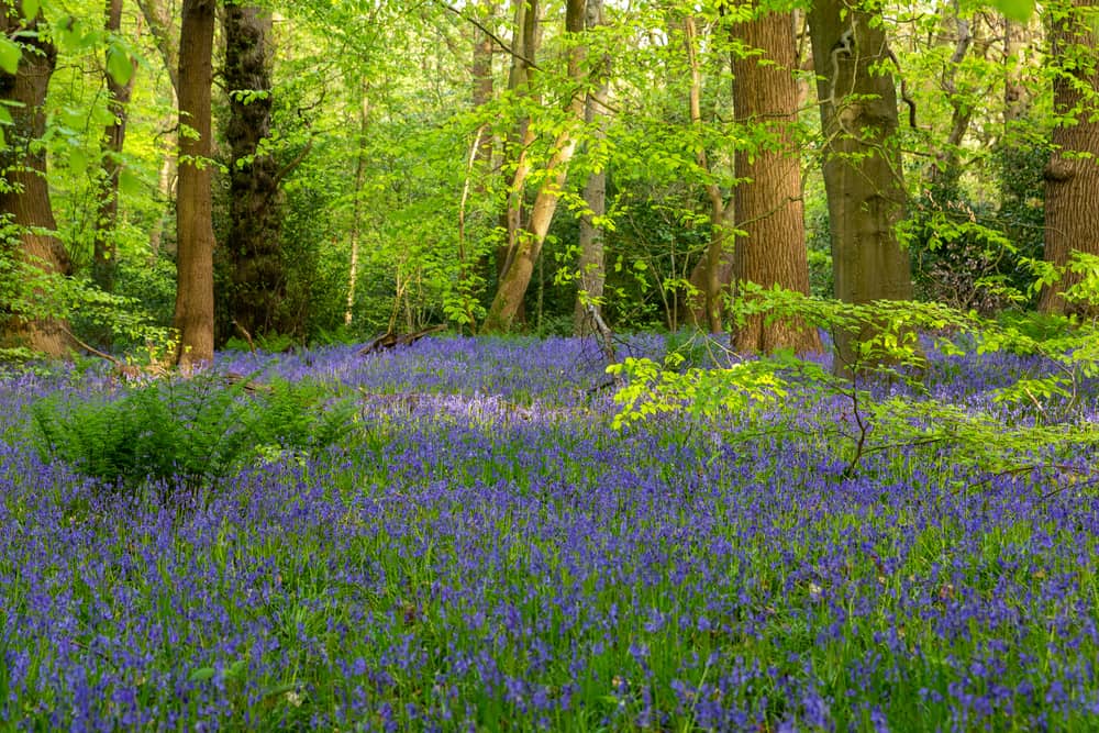 Ecclesall Woods