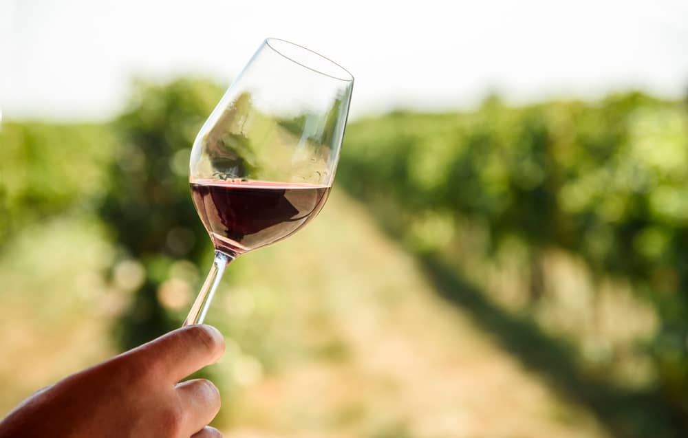 Vineyard