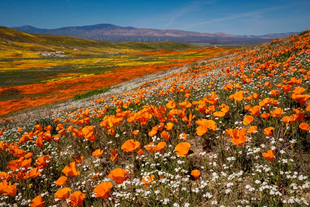 Antelope Valley California Poppy Reserve
