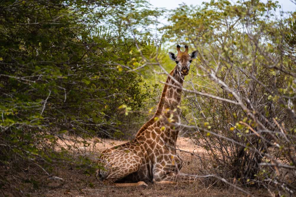 Kissama National Park