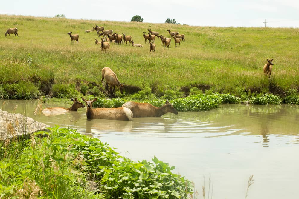 Wildlife Safari Park, Omaha