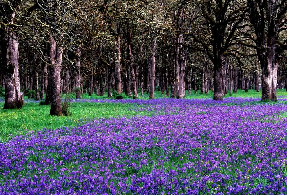 Bush’s Pasture Park