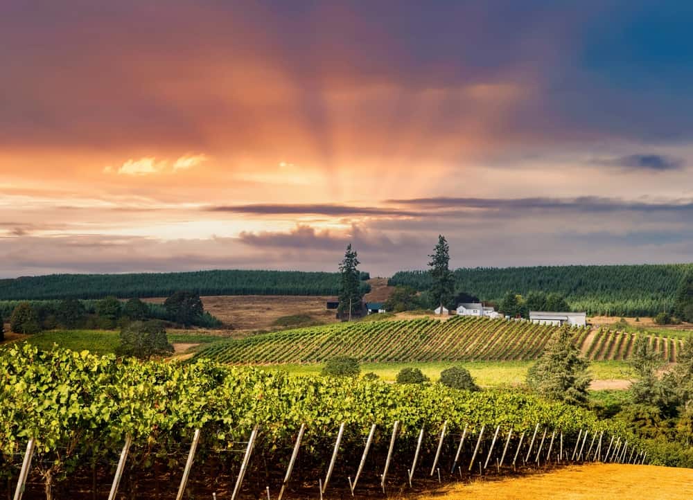 Vineyard in Salem