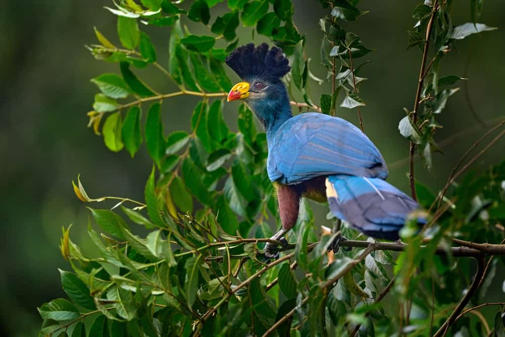 Great Blue Turaco