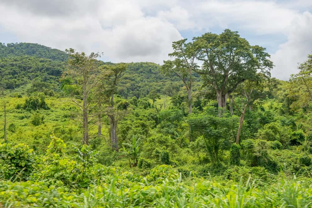 Maiombe Forest