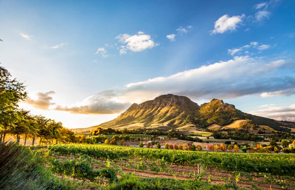 Stellenbosch Wine Region