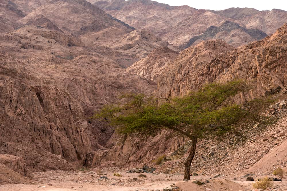 Sinai Peninsula