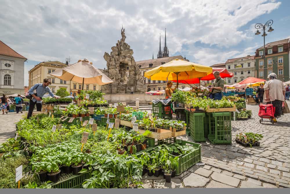 Brno Cabbage Market