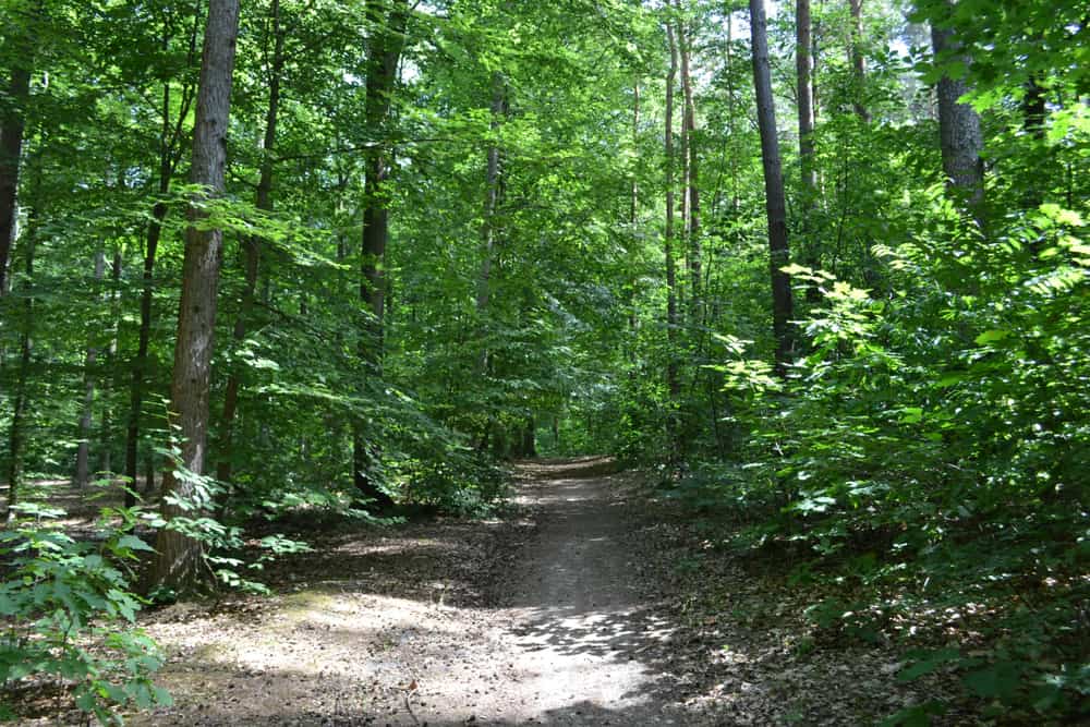 Heverlee Woods