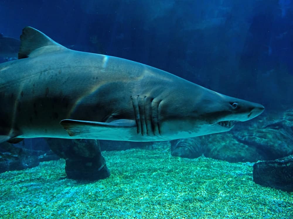 Sand Tiger Shark