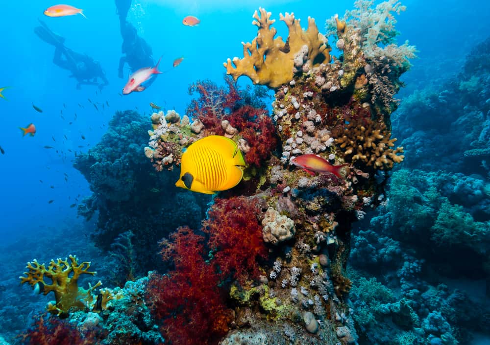Ras Mohammed National Park