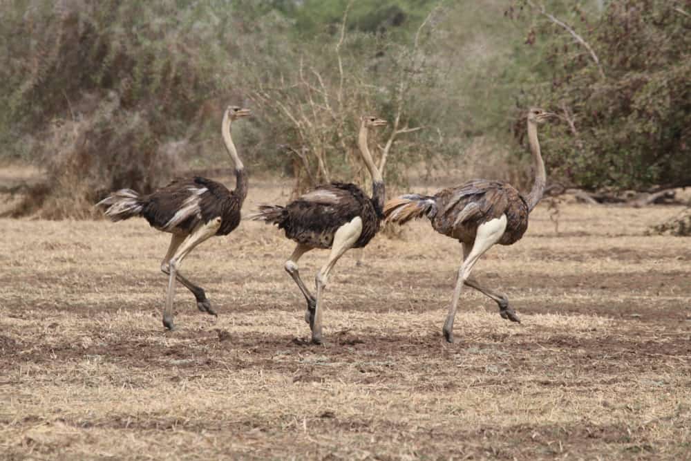 Aouk National Park