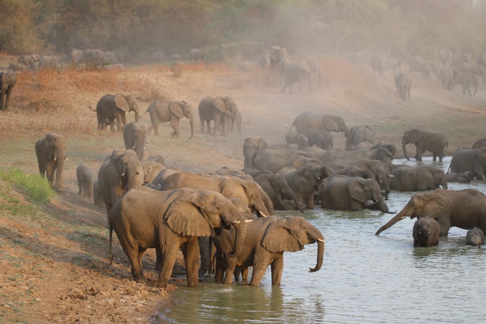 Zakouma National Park