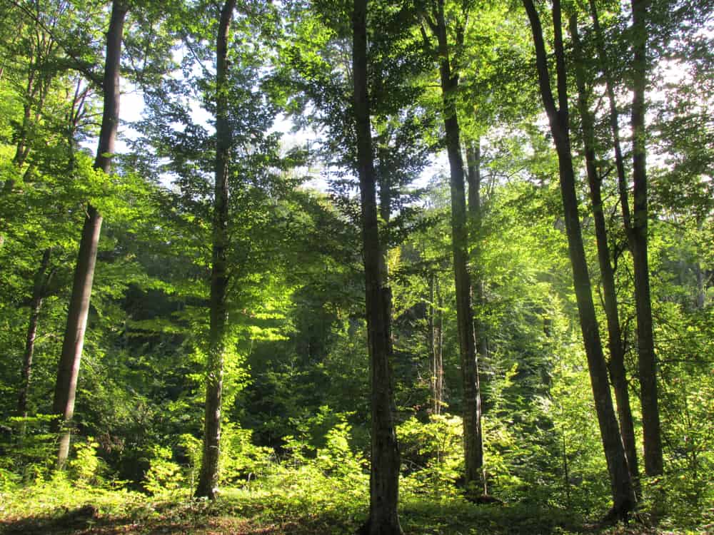 Codru Natural Reservation