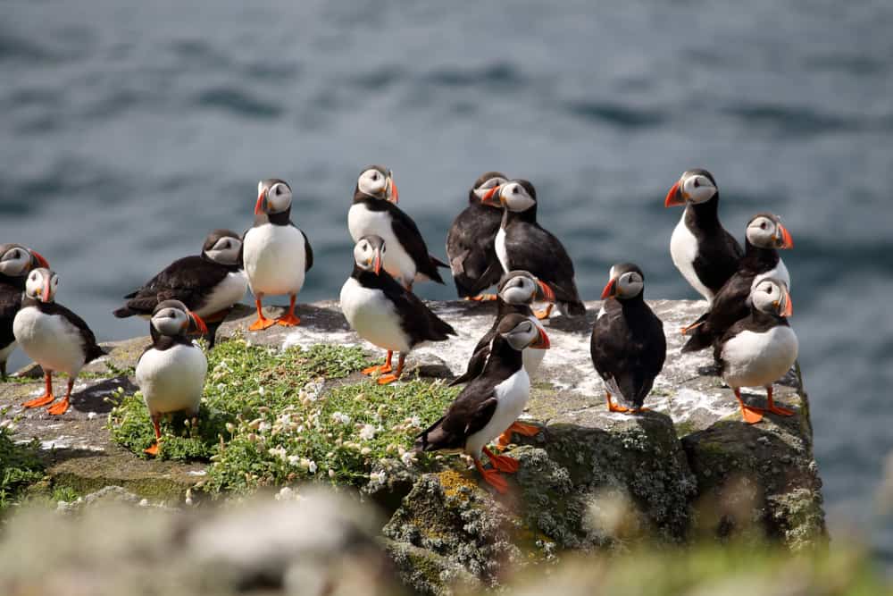 Puffins on the Isle of May