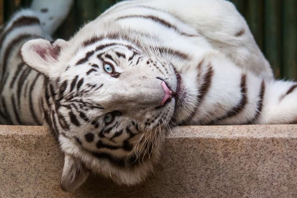 Liberec Zoo