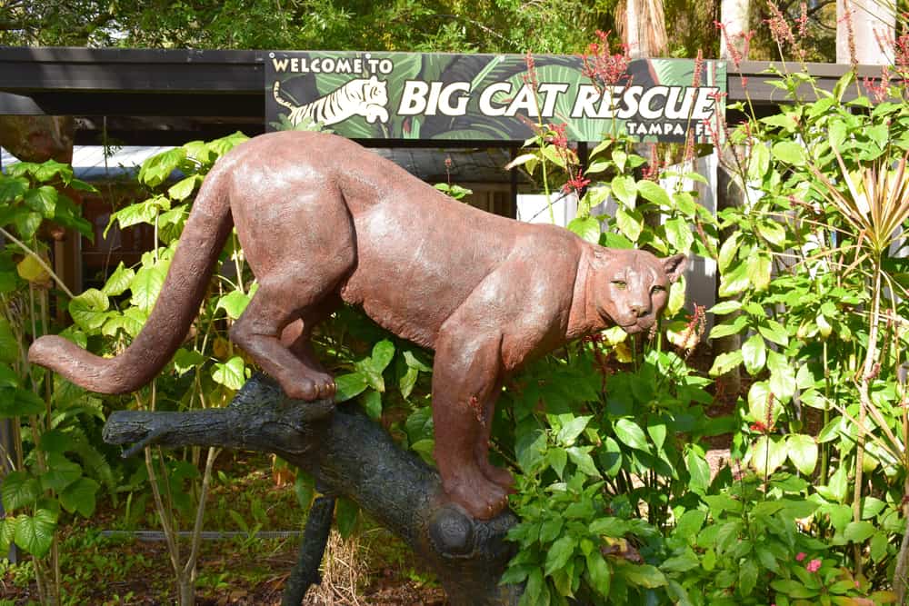 Big Cat Rescue, Tampa