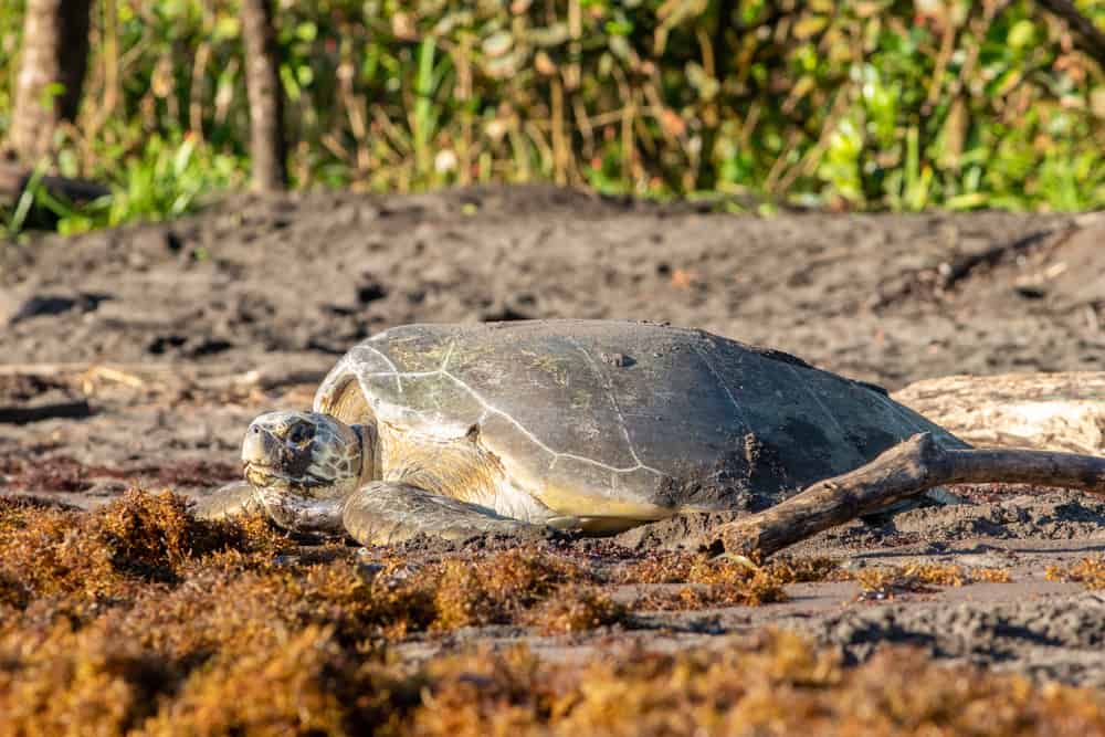 Tortuguero National Park
