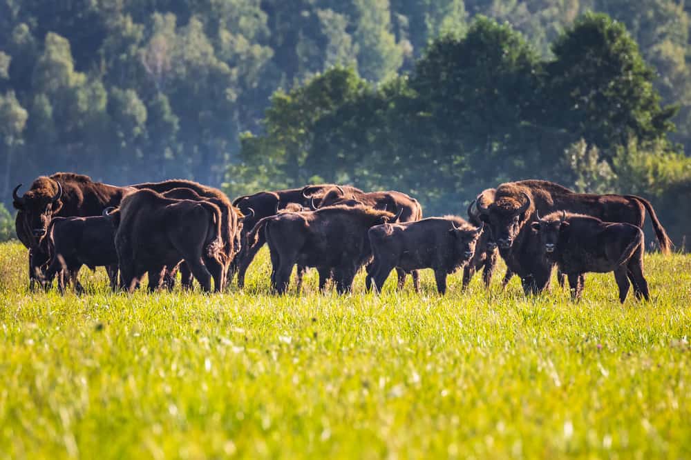 Belovezhskaya Pushcha National Park