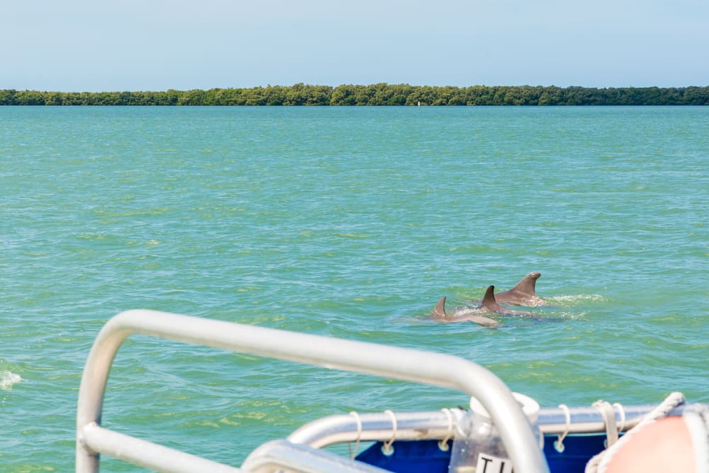 Tampa Bay Dolphin Tour