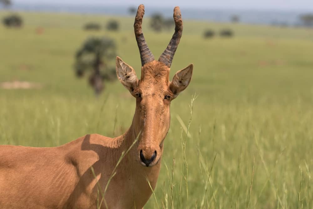 Bamingui