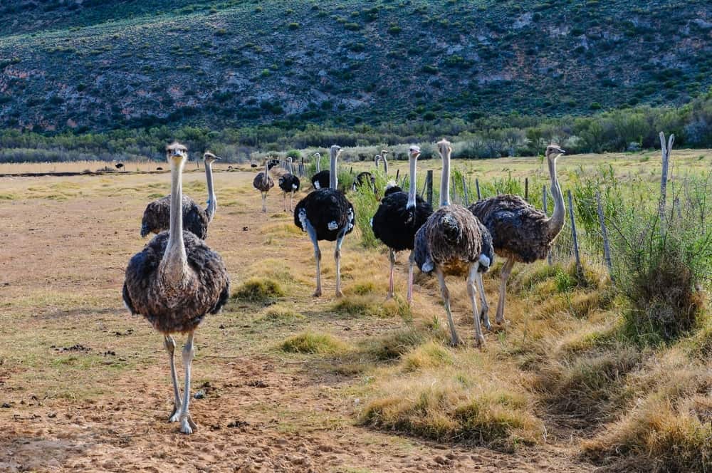 Ostrich farm near Oudtshoorn
