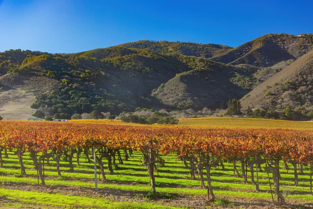 Salinas Valley Vineyard