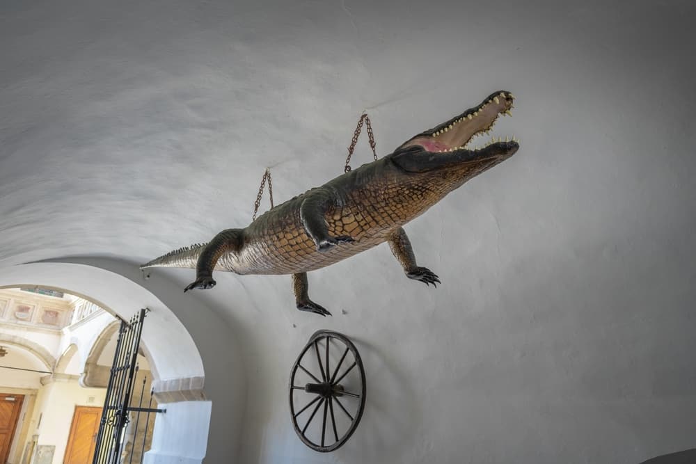 Brno Dragon and Wheel