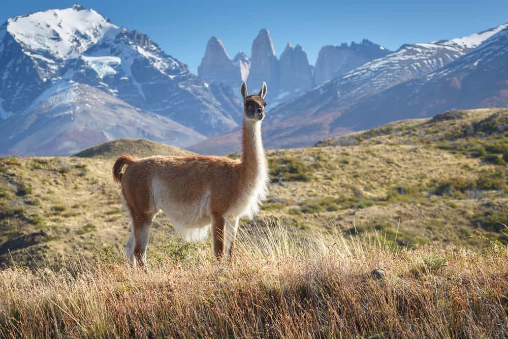 Torres Del Paine