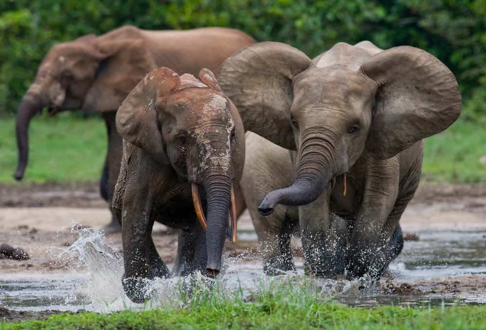 Dzanga-Ndoki National Park