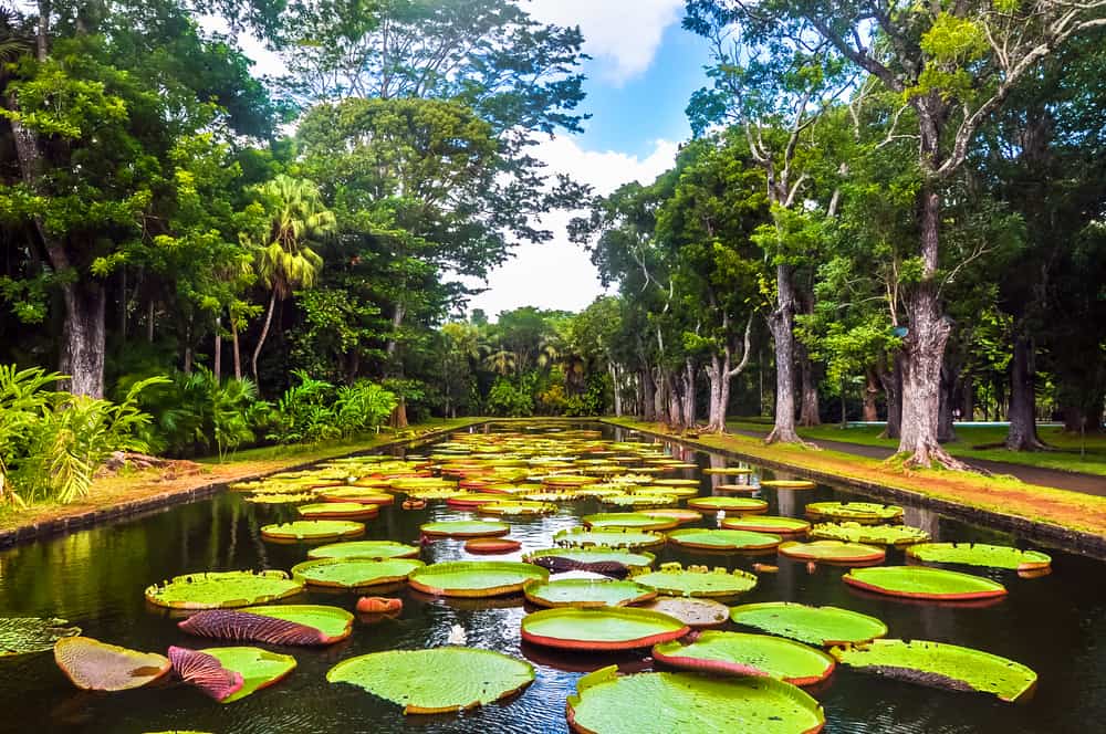 Sir Seewoosagur Ramgoolam Botanical Gardens