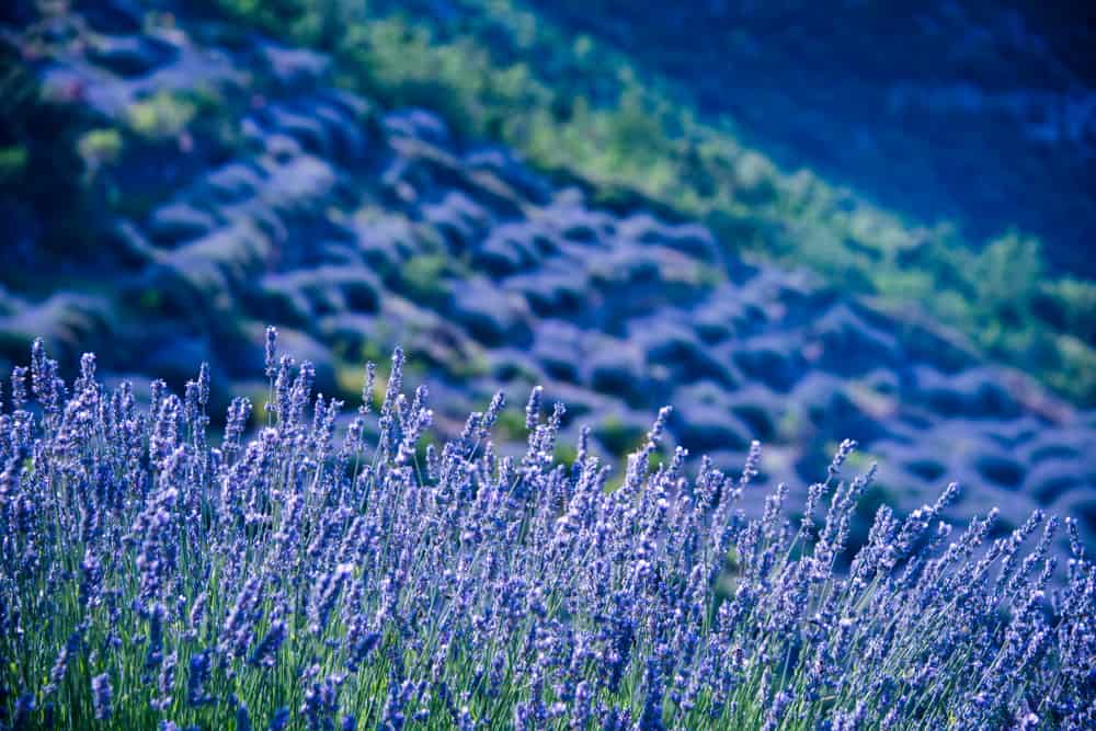 Lavendar, Hvar