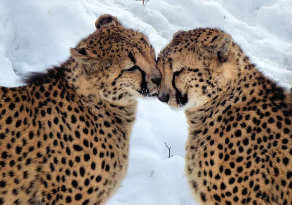 Cleveland Metroparks Zoo