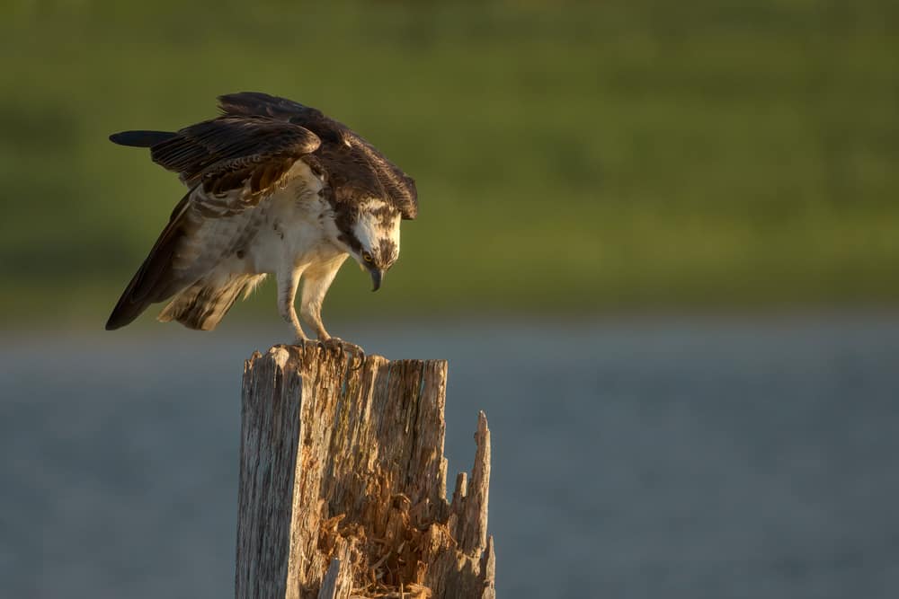 Osprey