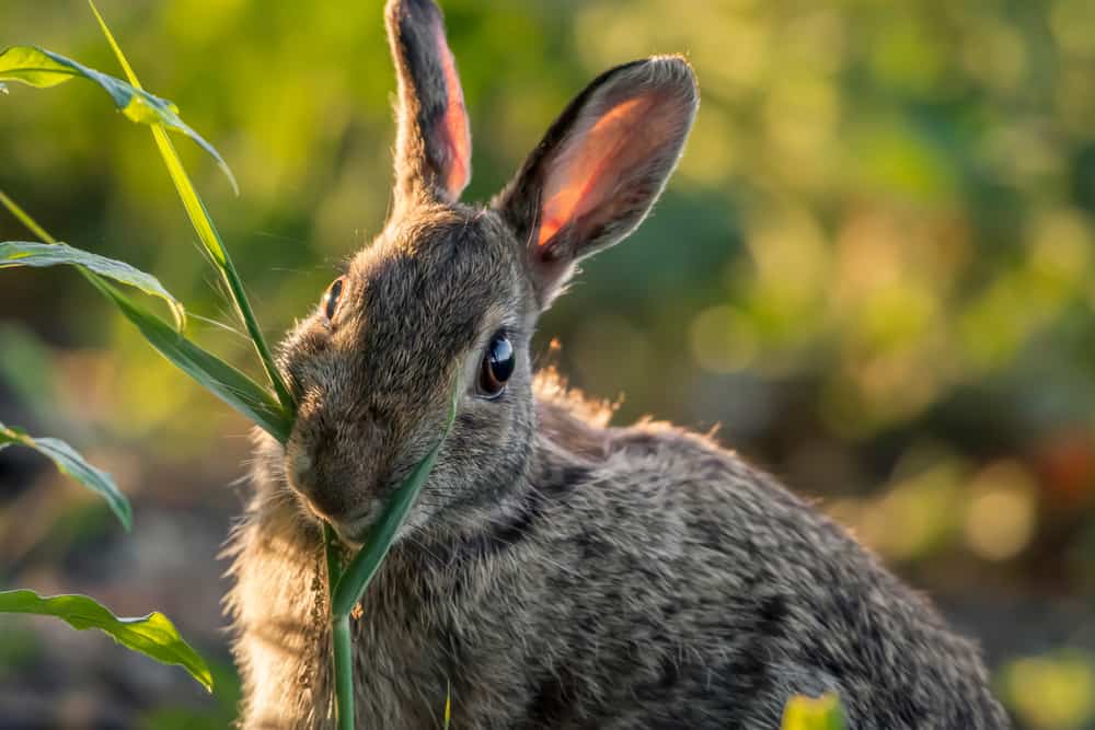 Cottontail Rabbit