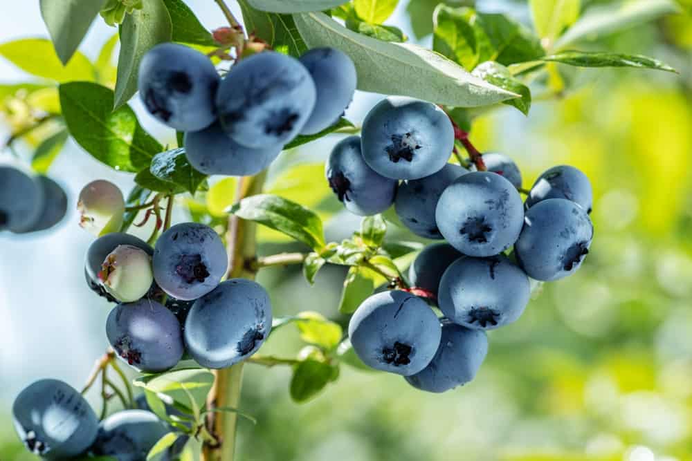 Blueberries