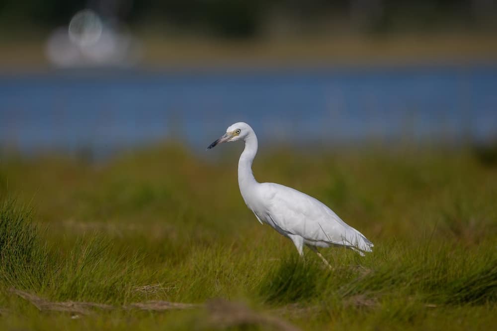 Egret