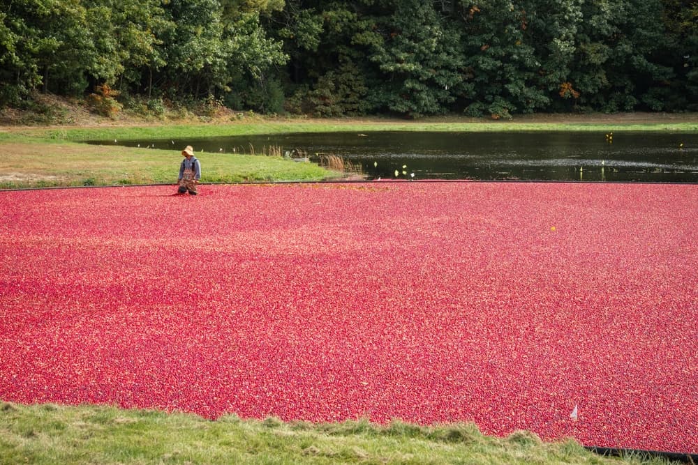 Foxborough Nature Trail and Cranberry Bog