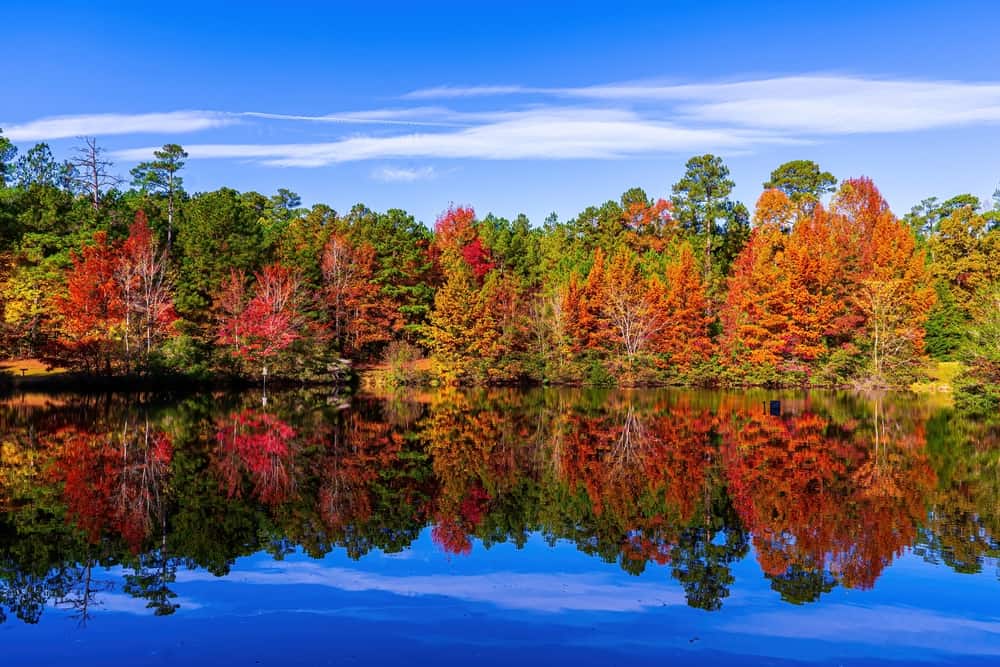 Clemmons Educational State Forest