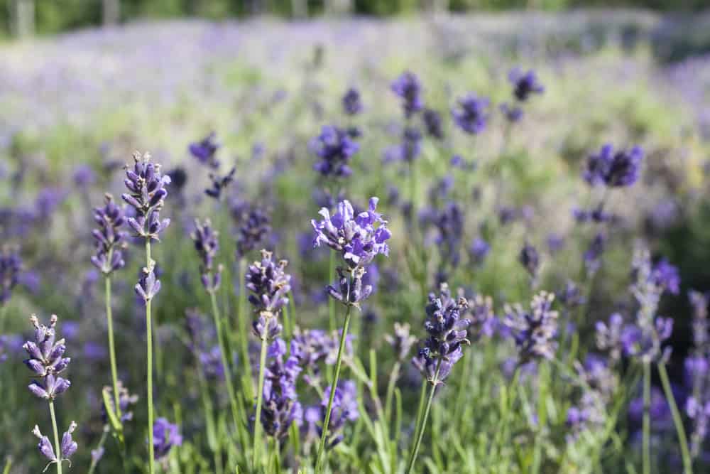 Cape Cod Lavender Farm