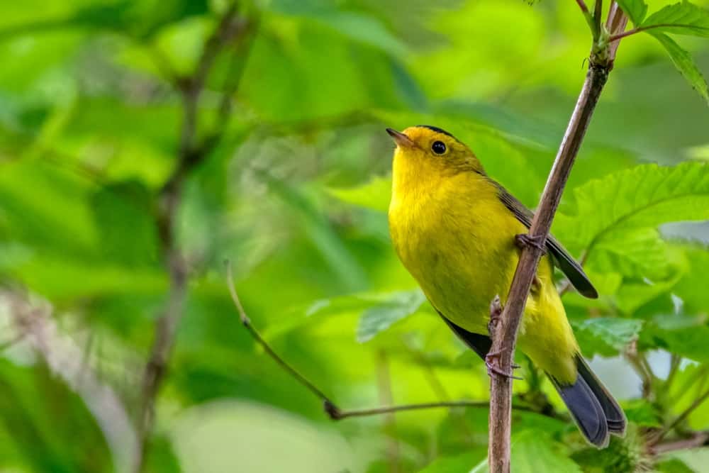 Wilson's Warbler