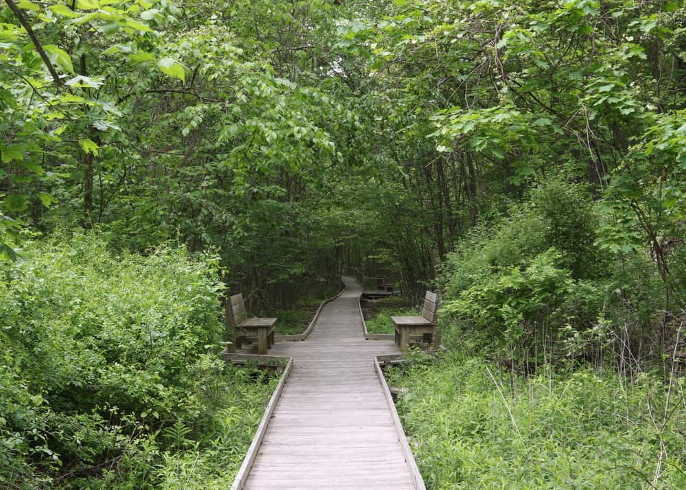 Broad Meadow Brook Conservation Center and Wildlife Sanctuary