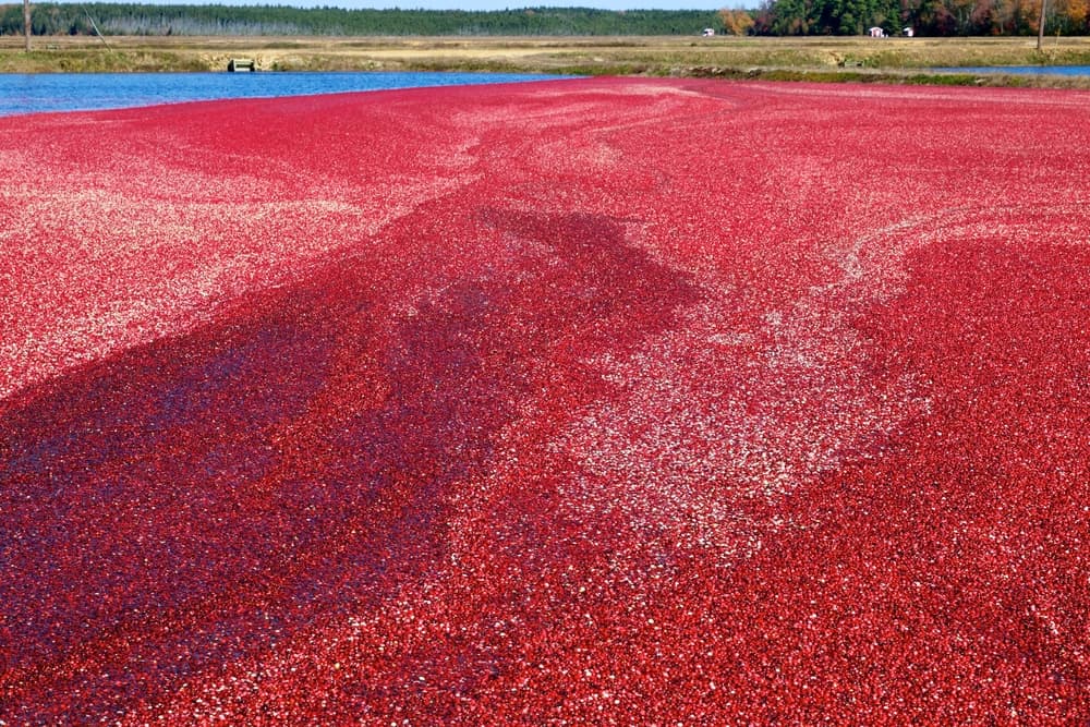Cranberry Bog