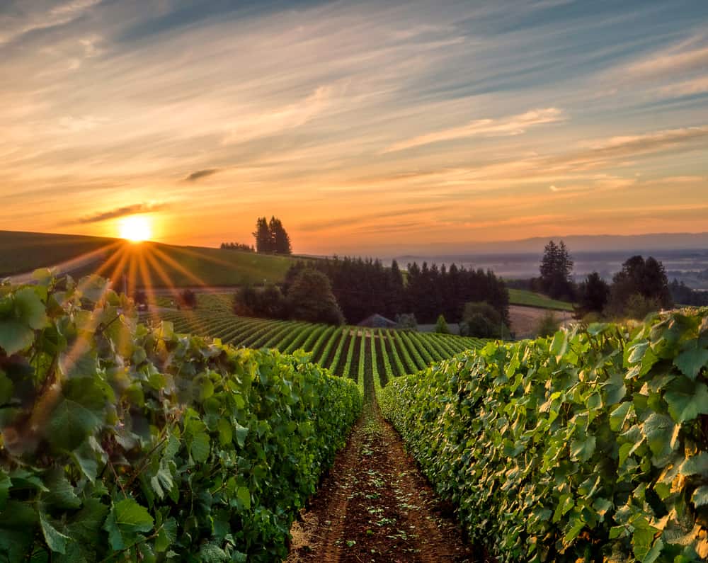 Willamette Valley Vineyard