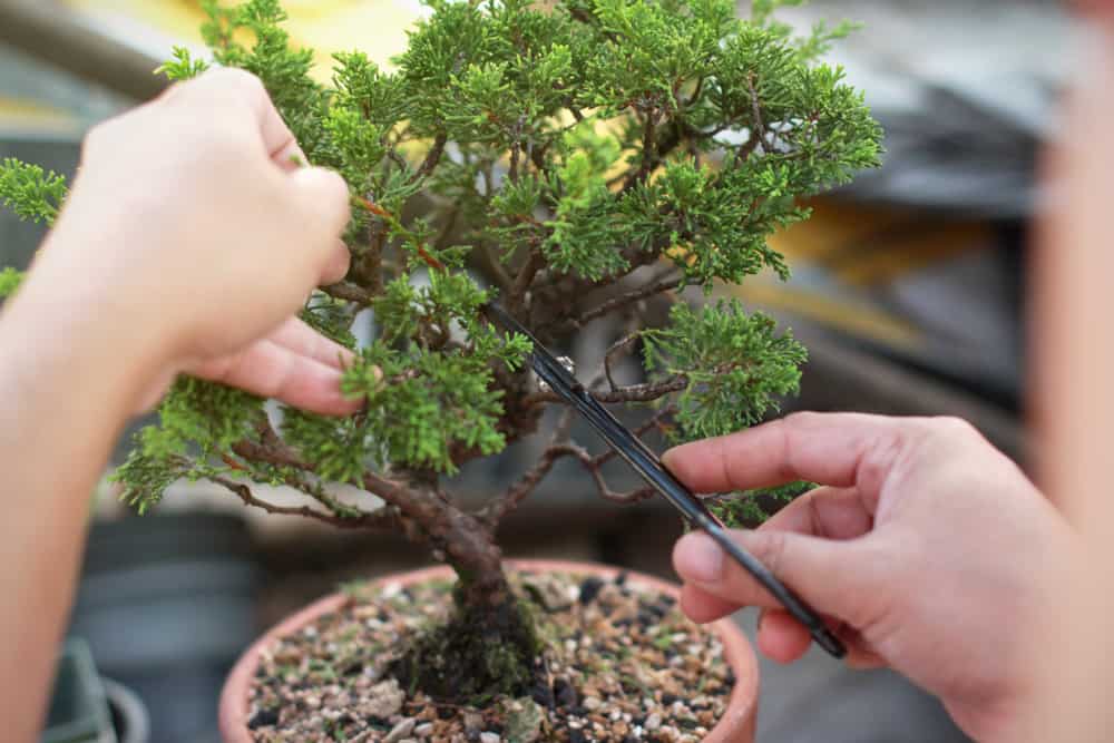 Bonsai Tree