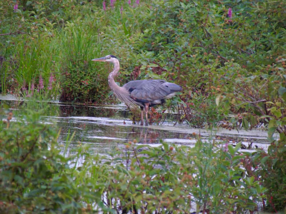 Assabet River National Wildlife Refuge