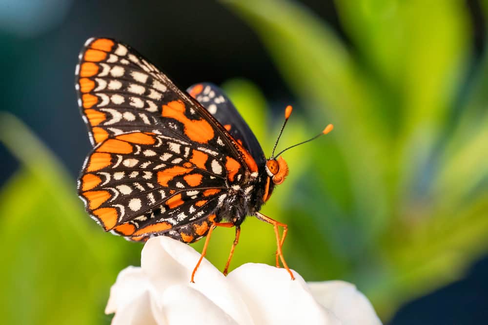 Baltimore Checkerspot