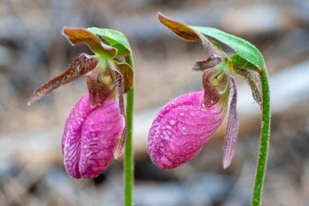 Lady Slippers